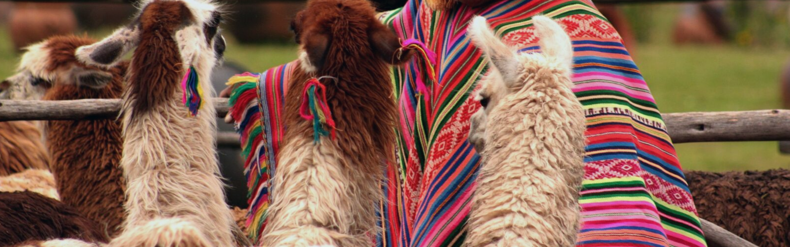 Peru: Llama & Animal Service Adventure
